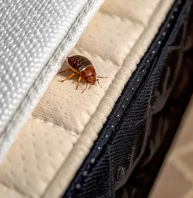 Why Choose Redmond Pest Control Pro for Bed Bug Treatment at Home in Redmond, OR?