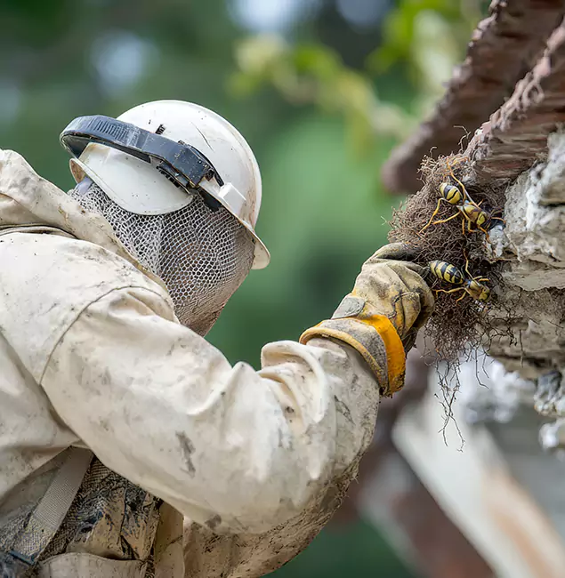 Why Redmond Property Owners Choose Redmond Pest Control Pro for Bee Exterminator?