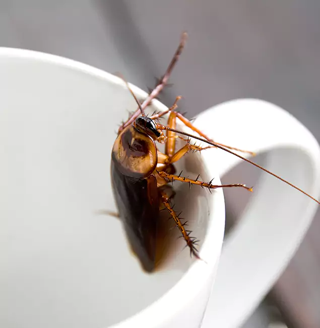 Why Redmond, OR Residents Trust Redmond Pest Control Pro for Cockroach Fumigation?