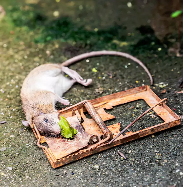 Why Redmond, OR Homeowners Trust Redmond Pest Control Pro for Rodent Removal?