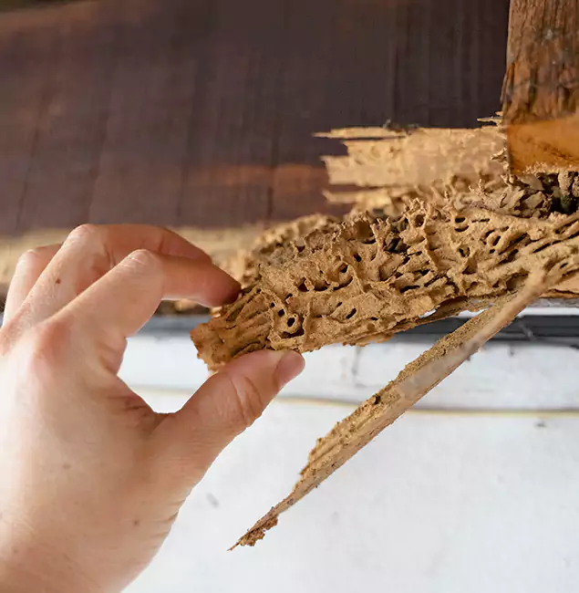 Why Choose Redmond Pest Control Pro in Redmond, OR?