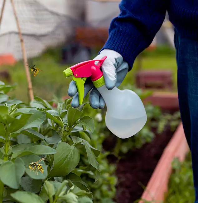 Why Redmond Homeowners Choose Redmond Pest Control Pro for Honey Bee Removal?