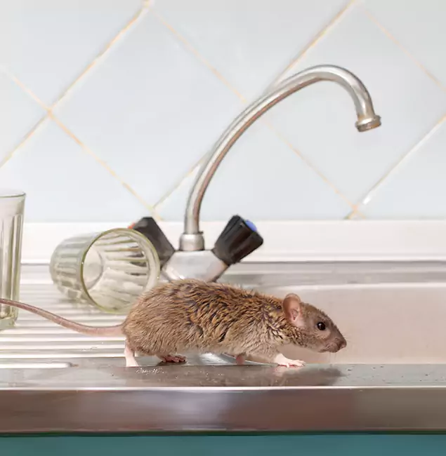 Why Redmond, OR Trusts Redmond Pest Control Pro for Humane Rodent Control?