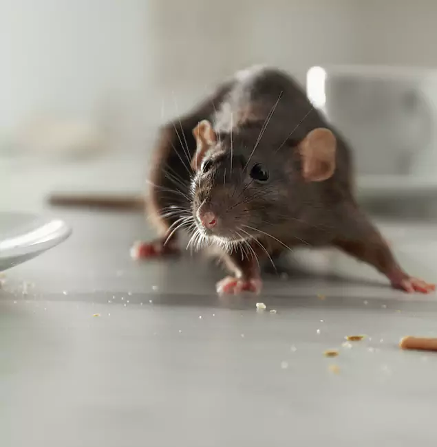 Why Redmond Homeowners Choose Redmond Pest Control Pro for Mice Control?