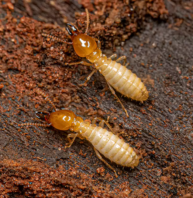 Why Choose Redmond Pest Control Pro for Termite Treatment Without Tenting in Redmond, OR?