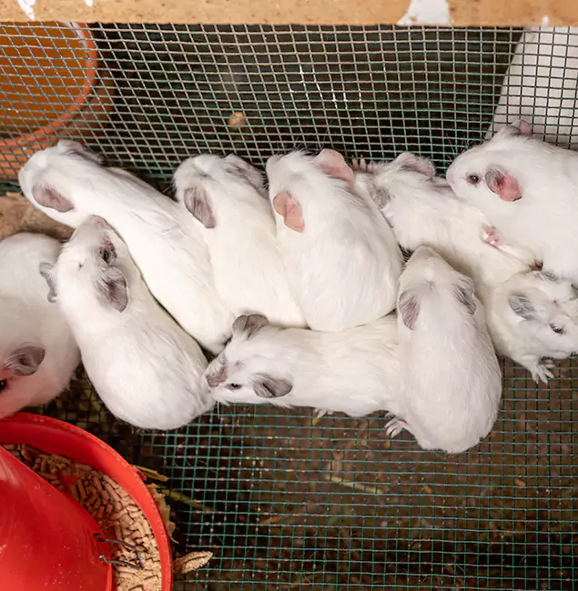 Why Choose Redmond Pest Control Pro for Rat Infestation in Redmond, OR?