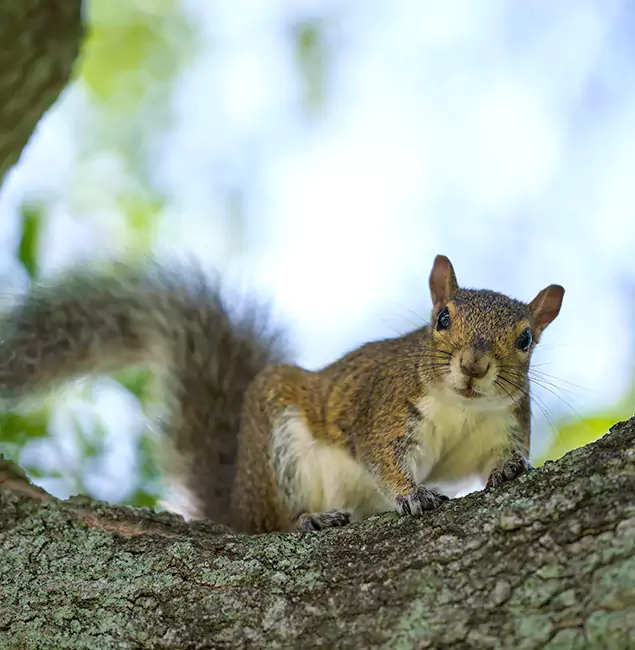 Why Redmond, OR Relies on Redmond Pest Control Pro for Squirrel Pest Control?
