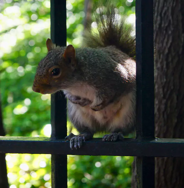 Why Redmond, OR Chooses Redmond Pest Control Pro for Squirrel Removal?