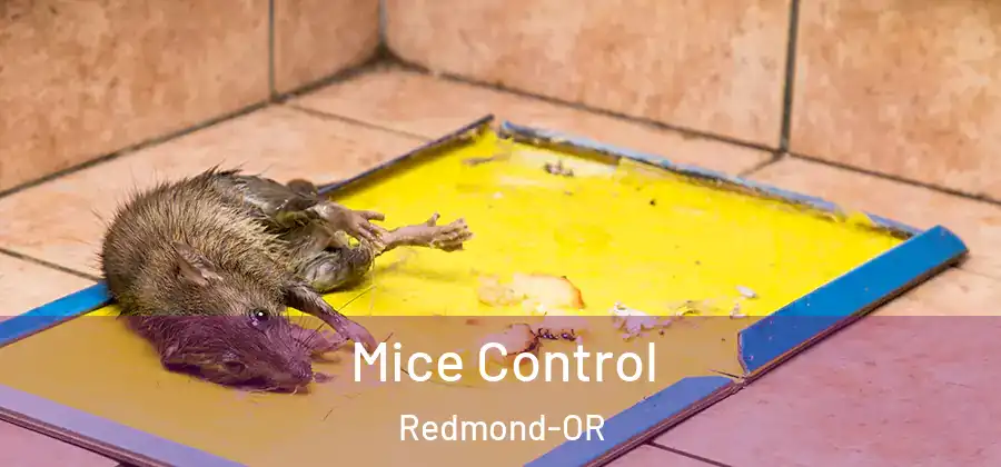 Mice Control Redmond-OR