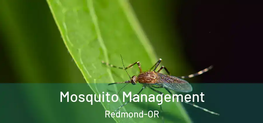 Mosquito Management Redmond-OR