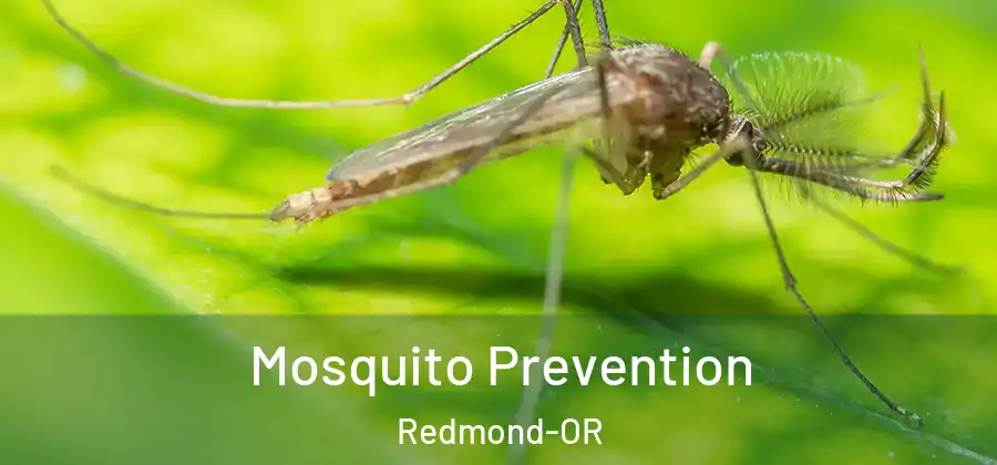 Mosquito Prevention Redmond-OR