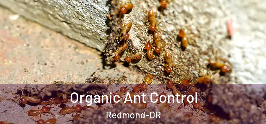 Organic Ant Control Redmond-OR