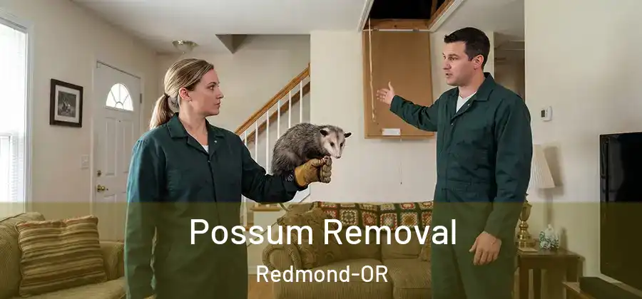 Possum Removal Redmond-OR