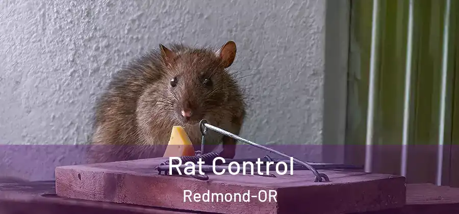 Rat Control Redmond-OR