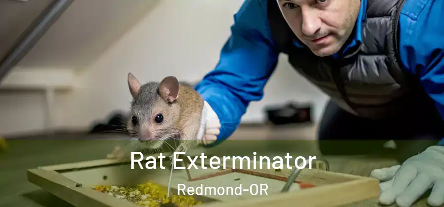 Rat Exterminator Redmond-OR
