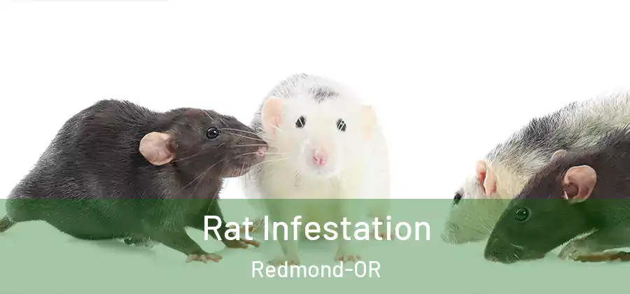 Rat Infestation Redmond-OR