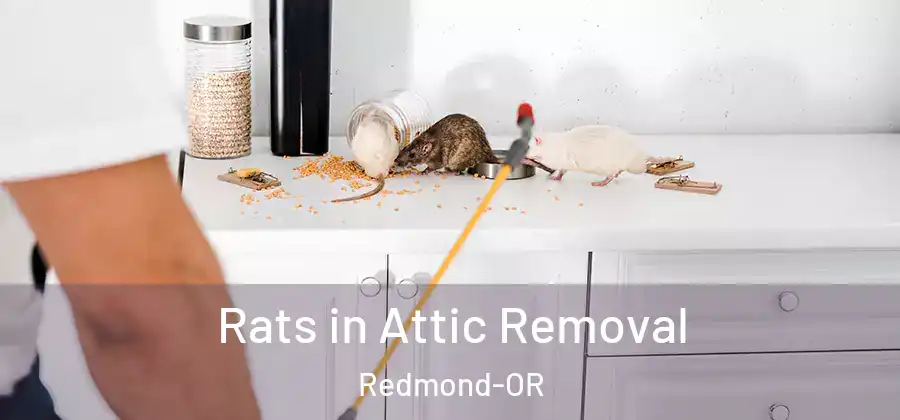 Rats in Attic Removal Redmond-OR