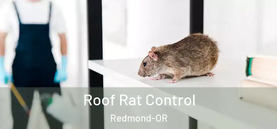  Roof Rat Control Redmond-OR