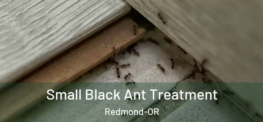 Small Black Ant Treatment Redmond-OR