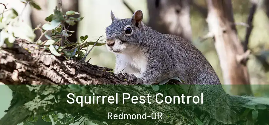  Squirrel Pest Control Redmond-OR