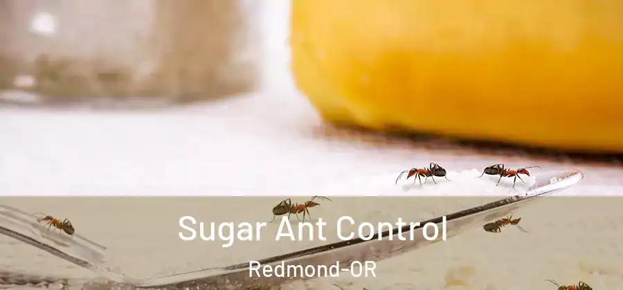 Sugar Ant Control Redmond-OR