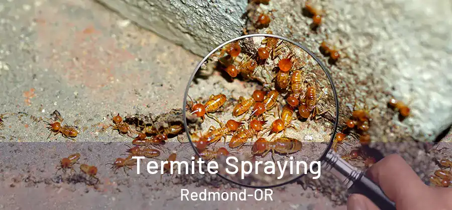 Termite Spraying Redmond-OR