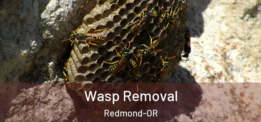Wasp Removal Redmond-OR