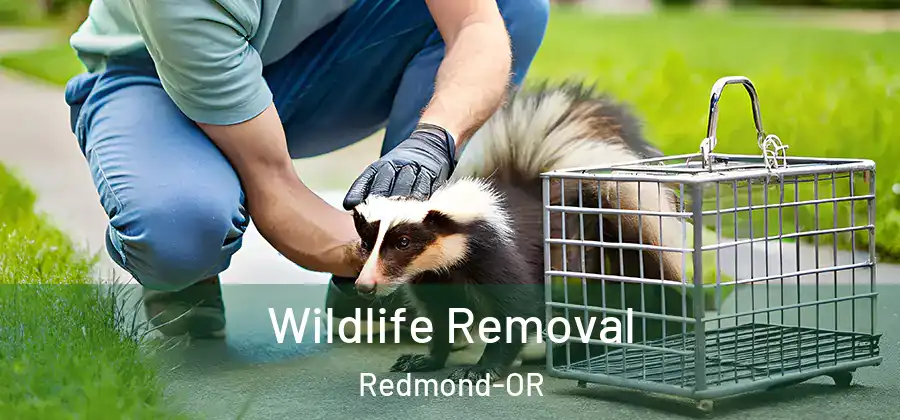 Wildlife Removal Redmond-OR
