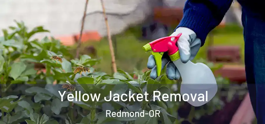 Yellow Jacket Removal Redmond-OR